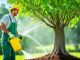 Pohon Pinang: Ciri, Manfaat, dan Cara Perawatan